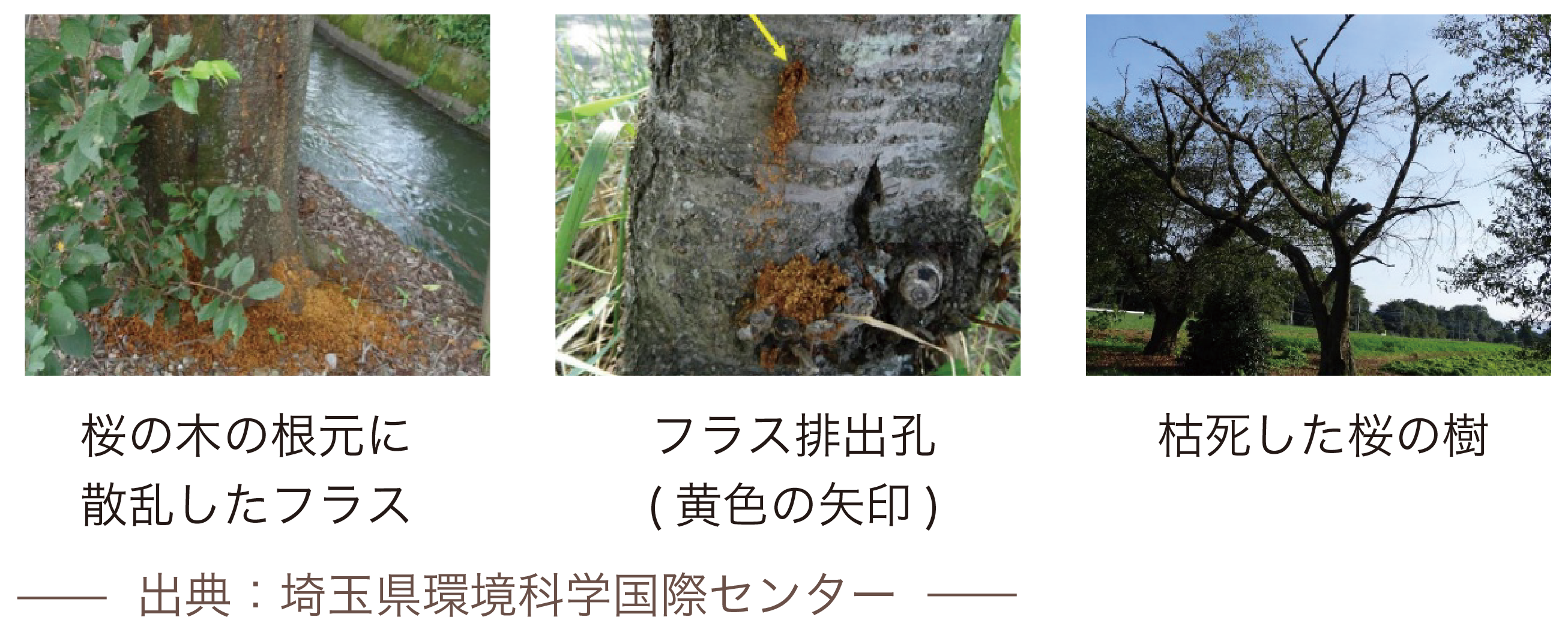 食害のでた樹木の写真