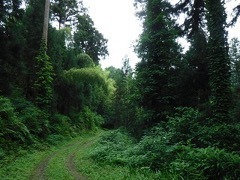 おしっさまの里　森林の楽校 2025 秋 11 月 【クロモジ採取体験】