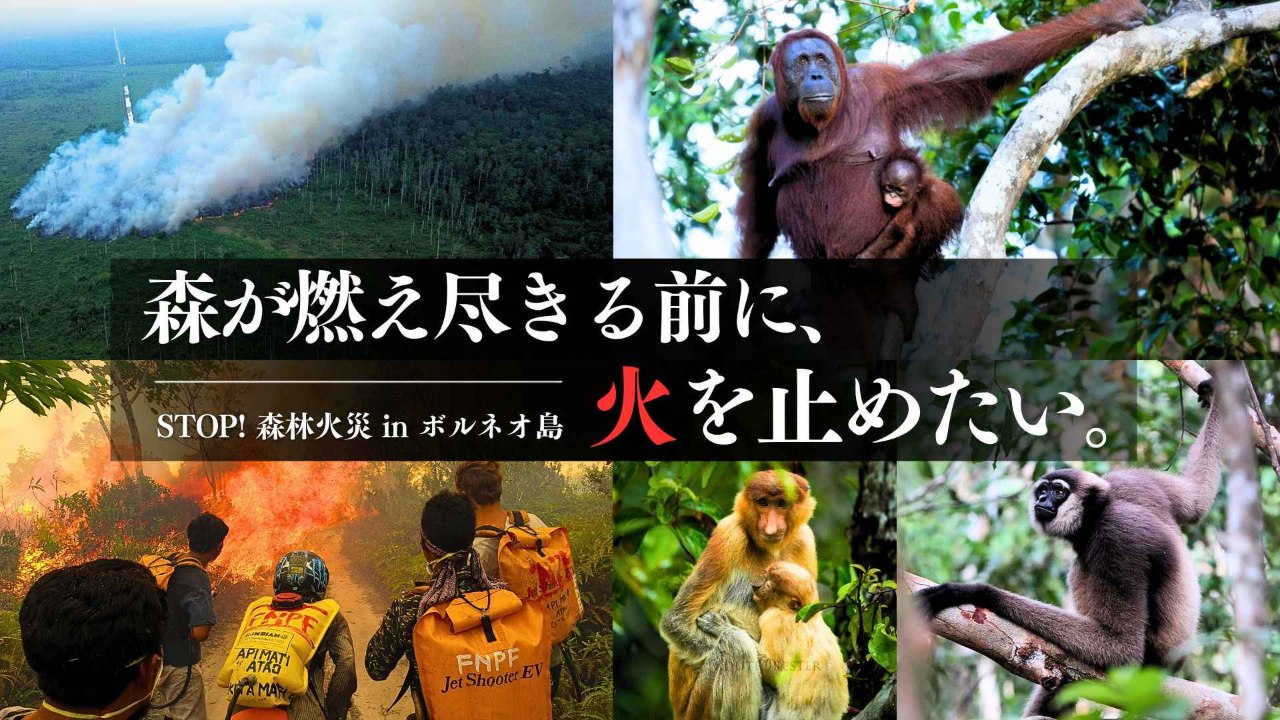 【緊急募金のお願い】インドネシア・ボルネオ島で大規模な森林火災が発生しています