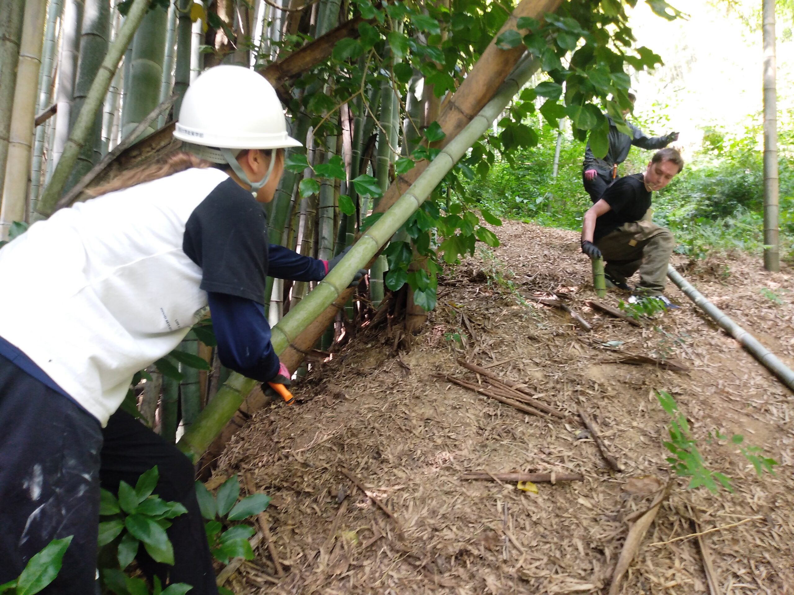深草竹林の整備 ボランティア募集